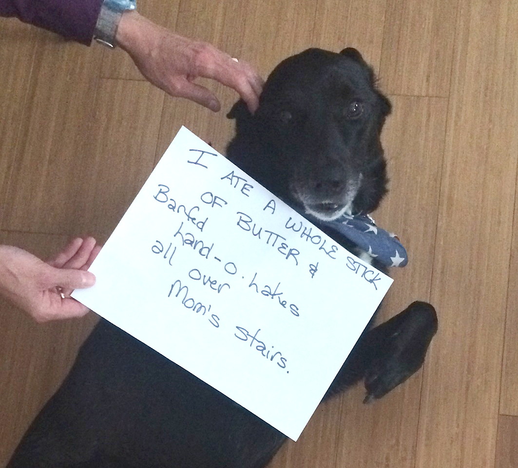 butter_dog